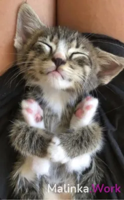 МОСКВА ОТ 18 -45 ! БЕЗ ОПЫТА ЛЮБОЙ ТИПАЖ